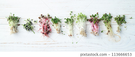 Mix of Microgreens in container Mix of Microgreens in container 113666653