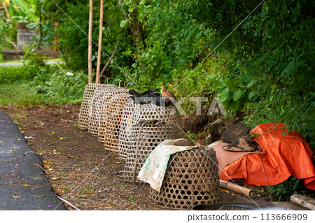 A row of straw cages for fighting roosters stands along a road in an Asian village. 113666909