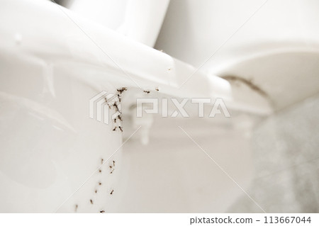A colony of ants hides their eggs under the toilet in the bathroom. The problem with insects in the house. 113667044