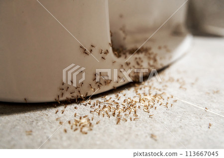 A colony of ants hides their eggs under the toilet in the bathroom. The problem with insects in the house. 113667045