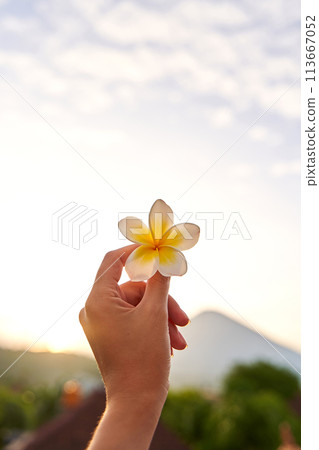 A woman holds an Asian white and yellow tropical frangipani flower in her frail hand on the outside. 113667052