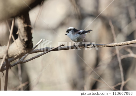 The long-tailed tit is a small bird with a body resembling a roll of cotton and a long tail. 113667093