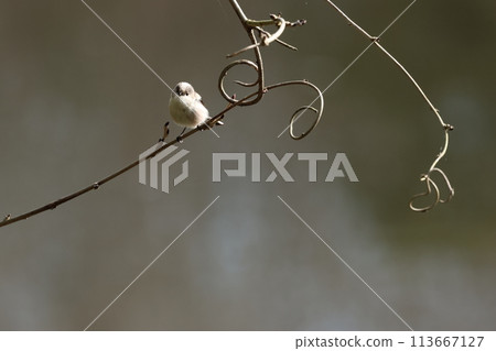 The long-tailed tit is a small bird with a body resembling a roll of cotton and a long tail. The long-tailed tit is a small bird with a body resembling a roll of cotton and a long tail. 113667127