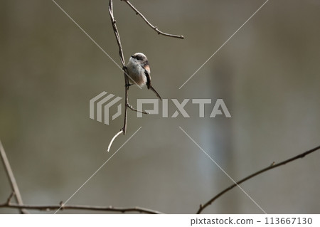 The long-tailed tit is a small bird with a body resembling a roll of cotton and a long tail. The long-tailed tit is a small bird with a body resembling a roll of cotton and a long tail. 113667130