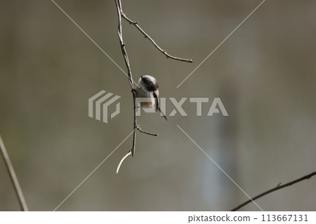 The long-tailed tit is a small bird with a body resembling a roll of cotton and a long tail. 113667131