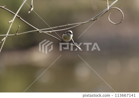 The long-tailed tit is a small bird with a body resembling a roll of cotton and a long tail. The long-tailed tit is a small bird with a body resembling a roll of cotton and a long tail. 113667141
