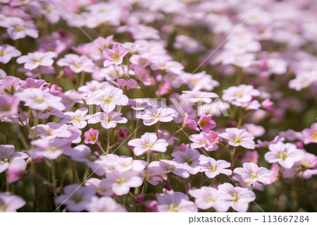 Carpet of blooming moss saxifrage (Saxifraga arendsii) Carpet of blooming moss saxifrage (Saxifraga arendsii) 113667284