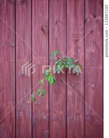 The plant sprouts through the fence 113667285