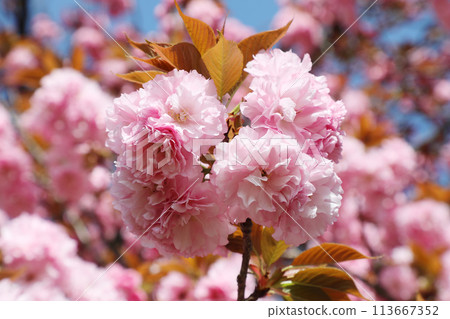 雙櫻花 雙櫻花 113667352