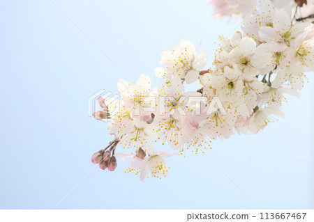 櫻花盛開,藍藍的天空 櫻花盛開,藍藍的天空 113667467