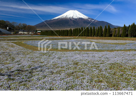 盛開的 Nemophila 山中湖花之都公園 113667471