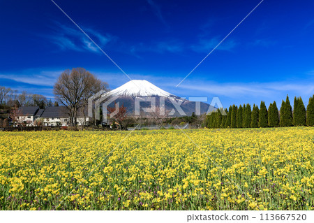 Mustard flowers bloom at Lake Yamanaka Flower Park 113667520
