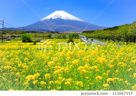 Mt. Fuji seen from the rape field (Fuji Susono Panorama Road) 113667557