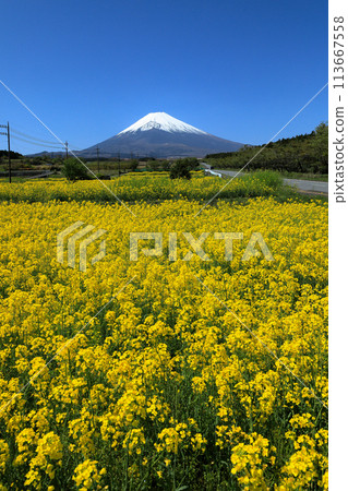 從油菜田看到的富士山(富士菅野全景路) 從油菜田看到的富士山(富士菅野全景路) 113667558