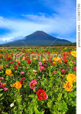 Yamanakako Hananomiyako Park where summer Fuji and zinnia bloom Yamanakako Hananomiyako Park where summer Fuji and zinnia bloom 113667590