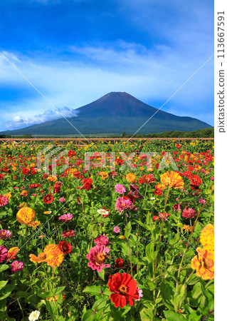 夏季富士和百日草盛開的山中湖花之宮湖公園 113667591