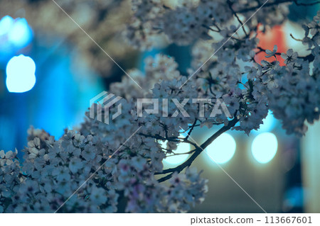 Cherry blossoms at night along the Kotsuta River in Tama City, Tokyo 113667601