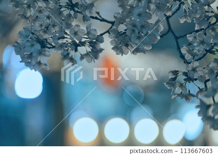 Cherry blossoms at night along the Kotsuta River in Tama City, Tokyo 113667603