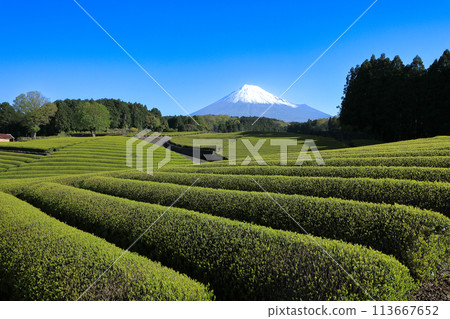 日本風景 靜岡縣富士市新茶園和富士山笹葉 113667652