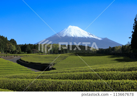 日本風景 靜岡縣富士市新茶園和富士山笹葉 113667678