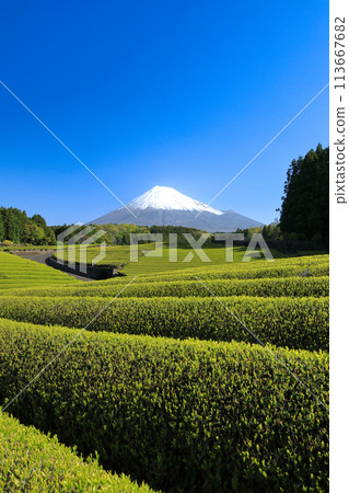 Japanese landscape New tea plantation and Mt. Fuji Sasaba, Fuji City, Shizuoka Prefecture 113667682