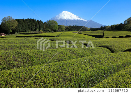 Japanese landscape New tea plantation and Mt. Fuji Sasaba, Fuji City, Shizuoka Prefecture 113667710