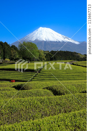 Japanese landscape New tea plantation and Mt. Fuji Sasaba, Fuji City, Shizuoka Prefecture Japanese landscape New tea plantation and Mt. Fuji Sasaba, Fuji City, Shizuoka Prefecture 113667713