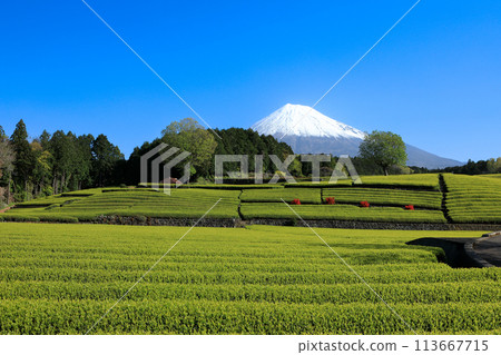 Japanese landscape New tea plantation and Mt. Fuji Sasaba, Fuji City, Shizuoka Prefecture 113667715