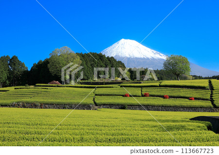 Japanese landscape New tea plantation and Mt. Fuji Sasaba, Fuji City, Shizuoka Prefecture Japanese landscape New tea plantation and Mt. Fuji Sasaba, Fuji City, Shizuoka Prefecture 113667723