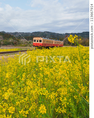 穿過油菜花田的小湊鐵道列車 113667914