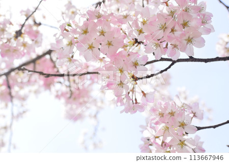 櫻花盛開 113667946