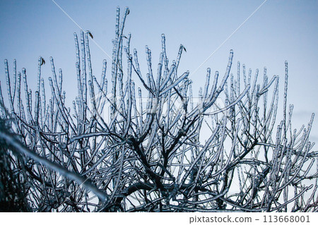 Icing in the world of plants. A pine branch with long green needles covered with a thin layer of ice Icing in the world of plants. A pine branch with long green needles covered with a thin layer of ice 113668001