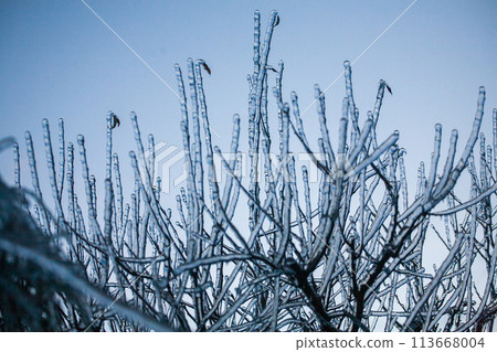 Icing in the world of plants. A pine branch with long green needles covered with a thin layer of ice Icing in the world of plants. A pine branch with long green needles covered with a thin layer of ice 113668004