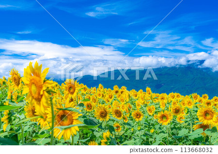[夏季材料] 明野向日葵田和藍天[山梨縣] 113668032