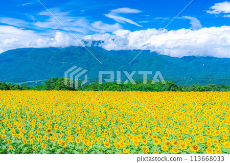[Summer material] Akeno sunflower field and blue sky [Yamanashi Prefecture] 113668033