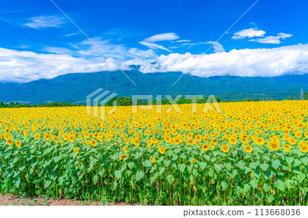 [Summer material] Akeno sunflower field and blue sky [Yamanashi Prefecture] 113668036