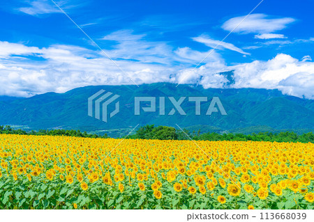 [Summer material] Akeno sunflower field and blue sky [Yamanashi Prefecture] 113668039