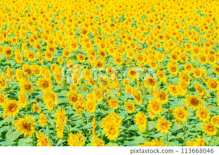 [Summer material] Akeno sunflower field and blue sky [Yamanashi Prefecture] 113668046