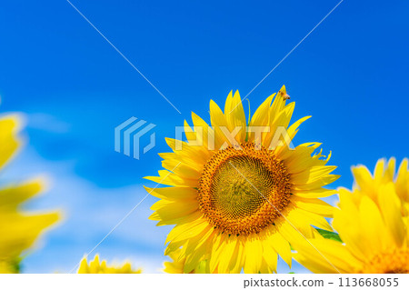 [Summer material] Akeno sunflower field and blue sky [Yamanashi Prefecture] 113668055