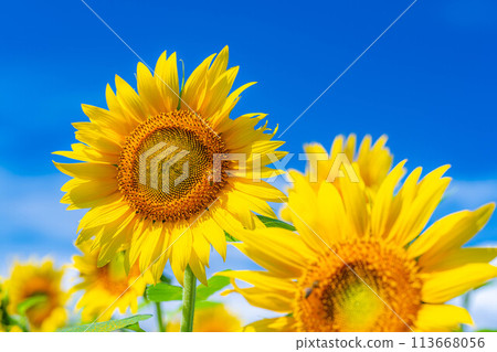 [Summer material] Akeno sunflower field and blue sky [Yamanashi Prefecture] 113668056