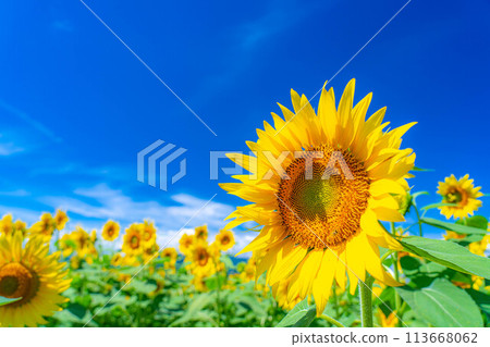[Summer material] Akeno sunflower field and blue sky [Yamanashi Prefecture] 113668062