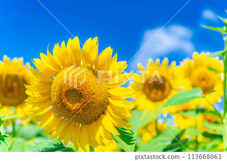 [Summer material] Akeno sunflower field and blue sky [Yamanashi Prefecture] 113668063
