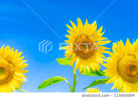 [Summer material] Akeno sunflower field and blue sky [Yamanashi Prefecture] 113668064