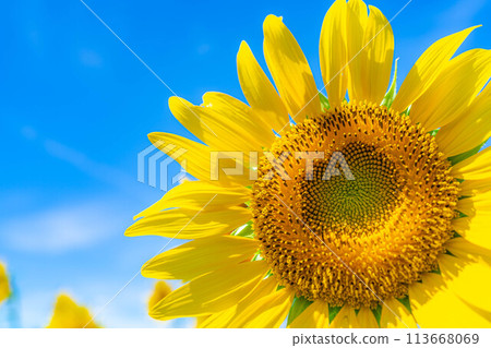 [Summer material] Akeno sunflower field and blue sky [Yamanashi Prefecture] 113668069