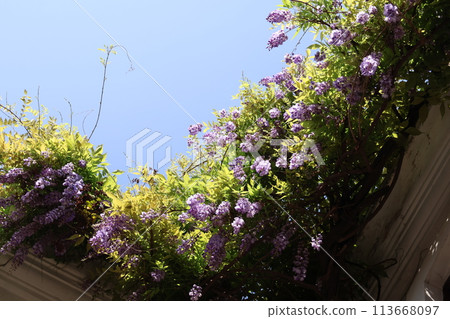 仰望紫色花瓣紫藤花和藍天的風景 仰望紫色花瓣紫藤花和藍天的風景 113668097