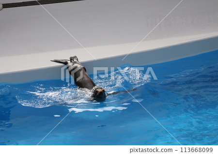 海獅在泳池邊用尾鰭游泳的水族館場景 113668099