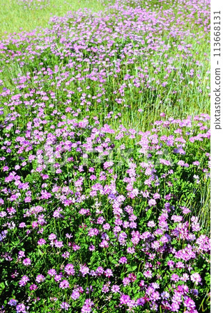 Refreshing spring scenery: Milk vetch field Refreshing spring scenery: Milk vetch field 113668131