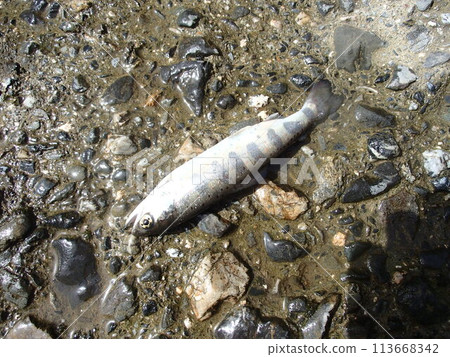 里山 里山 113668342