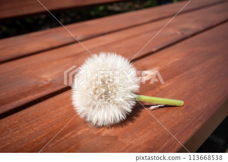 Dandelion seeds on a park bench 113668538