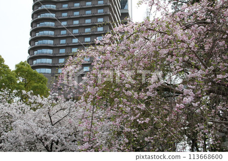 Spring in Naniwa: Cherry blossoms in full bloom at Sakuranomiya in Osaka Spring in Naniwa: Cherry blossoms in full bloom at Sakuranomiya in Osaka 113668600